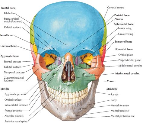 thinnest part of human skull